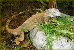 Grüner Leguan (Iguana iguana). ©UdoSm