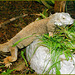 Grüner Leguan (Iguana iguana). ©UdoSm