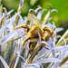 20230719 2544CPw [D~LIP] Kugeldistel, Gelbbindige Furchenbiene (Halictus scabiosae), Bad Salzuflen