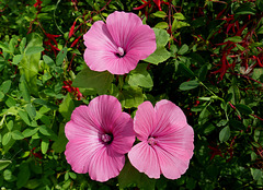 Une jolie surprise dans un sachet de graines pour fleurs de jardin