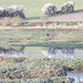 Reflets en bord de rance (22)