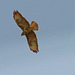Buse variable (Common Buzzard)