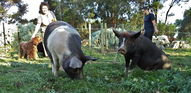 piggies enjoying the new paddock