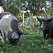 piggies enjoying the new paddock