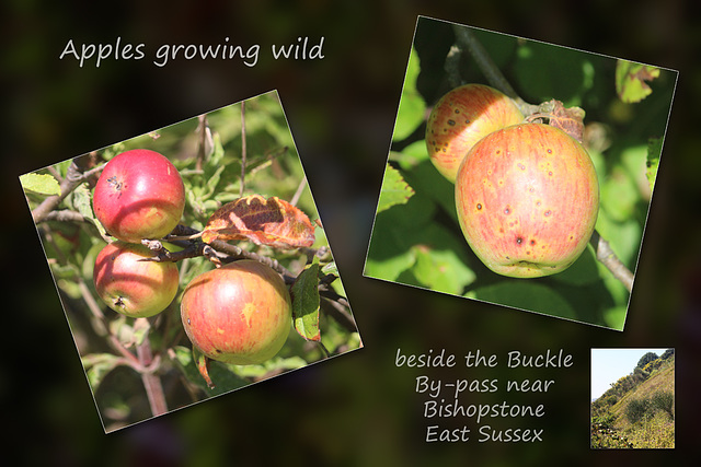 Roadside apples - Bishopstone - 8.8.2015