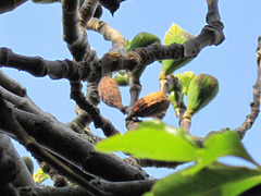 Figs are forming before even their leaves