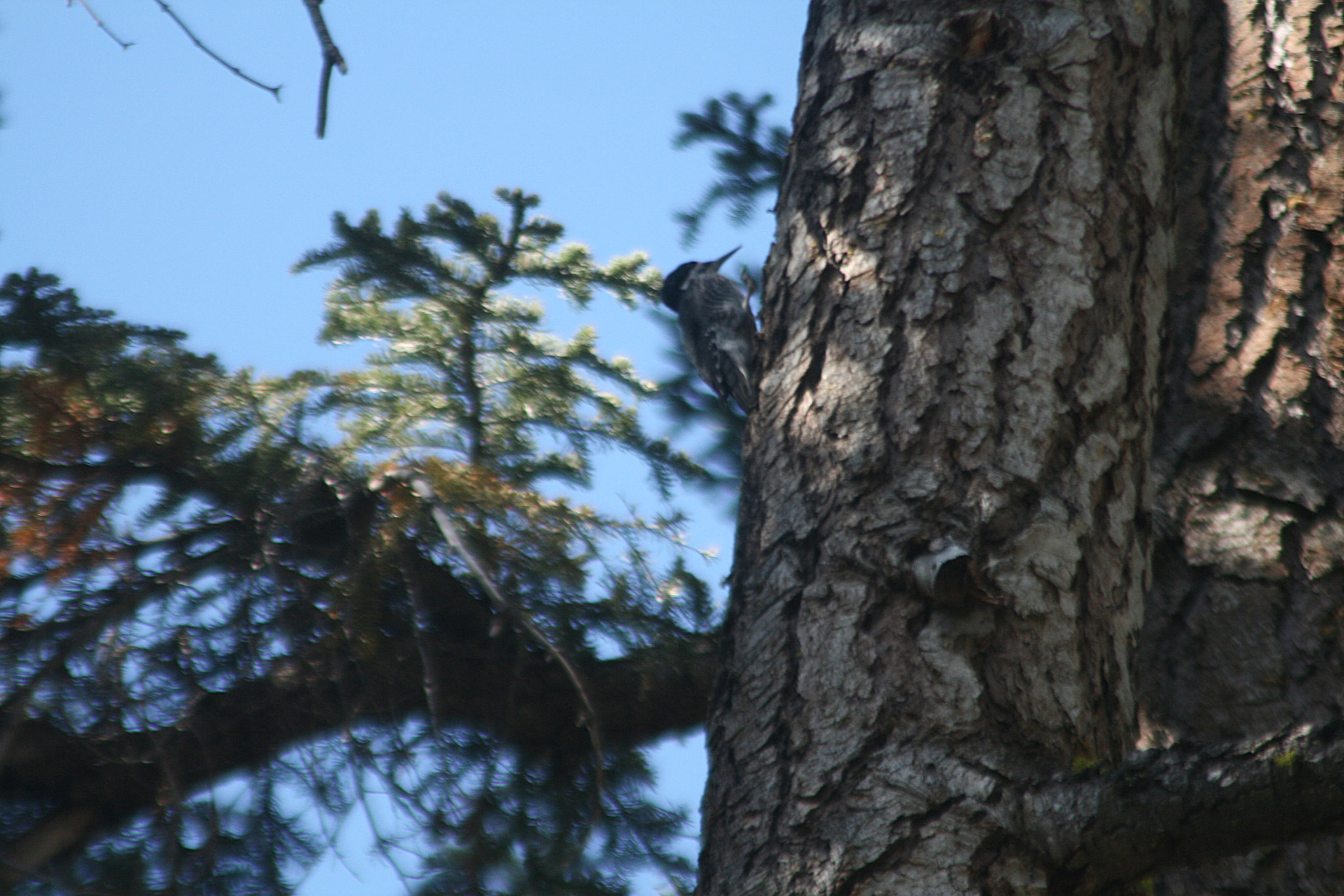 Male Williamson's sapsucker.