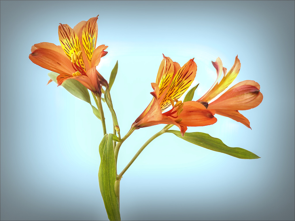 Alstroemeria