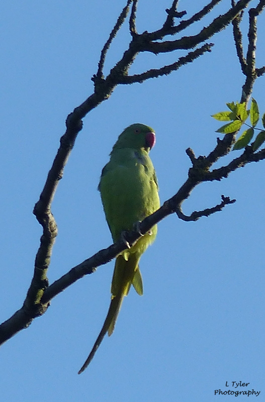 Parakeet