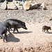 Visayan warty pig family
