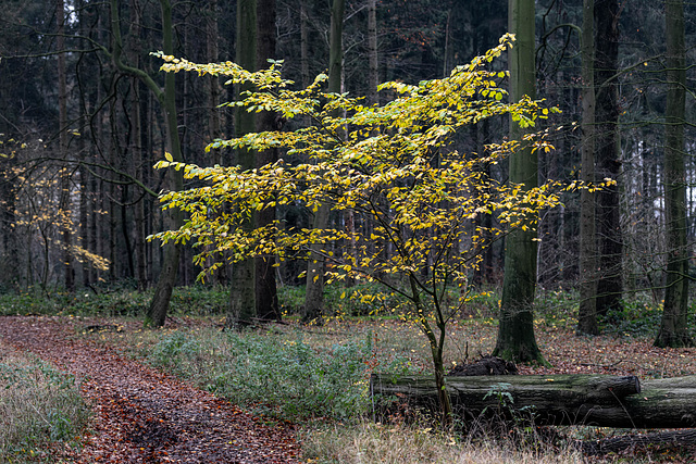 Young beech