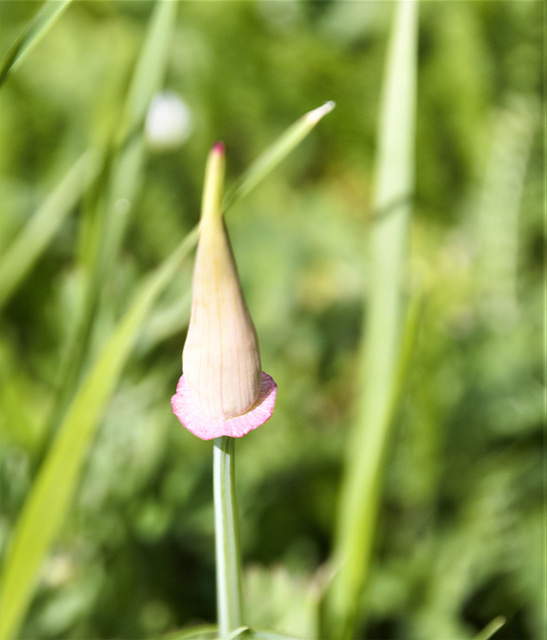 Garden time is flower time  2xPiP