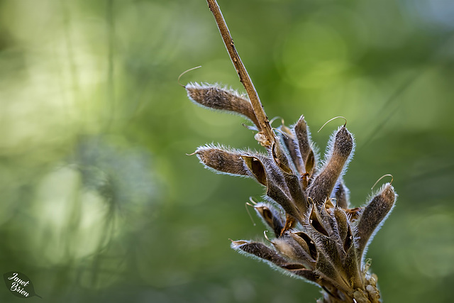 Scotchbroom Pods and Bokeh