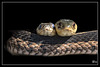 Garter snakes in Black.