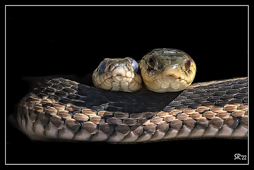 Garter snakes in Black.