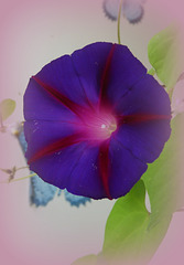 ipoemea  purple