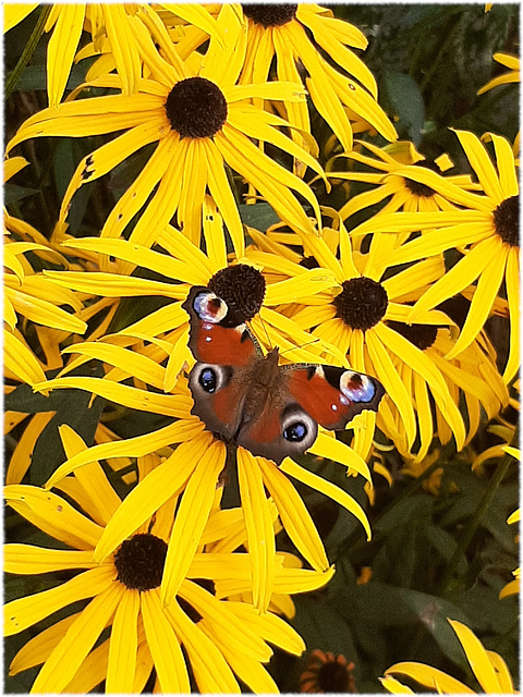 Blumen im Park