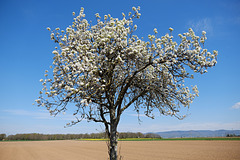 Blütenfarbe Weiss