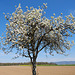 Blütenfarbe Weiss