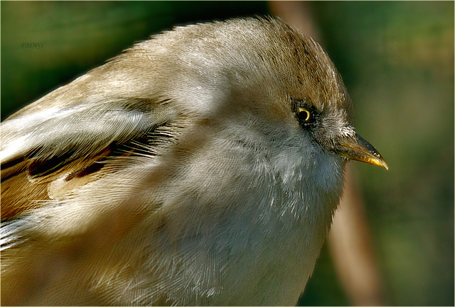 Portrait Bartmeise ♀ “Barbara”