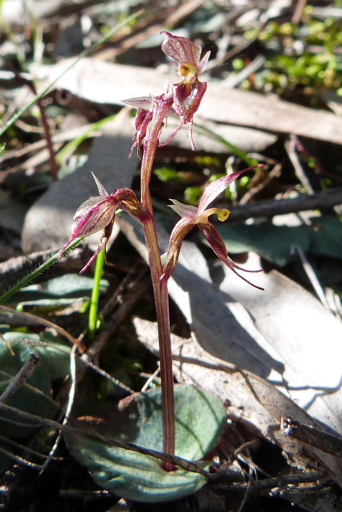 gnat orchid