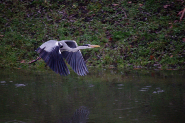 le vol du heron