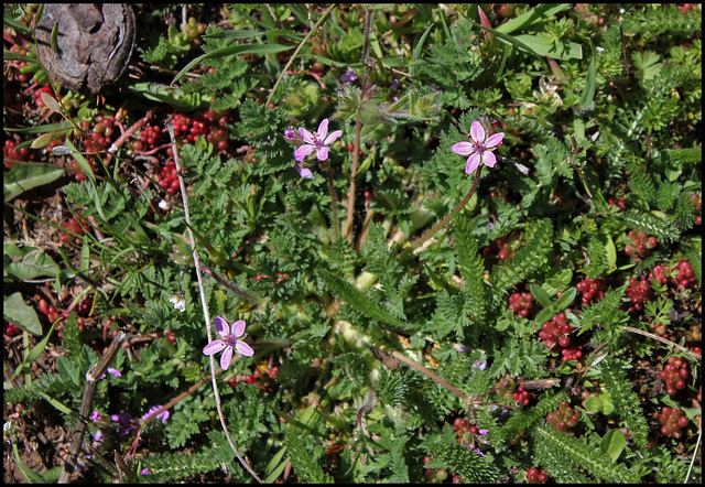 Erodium (3)