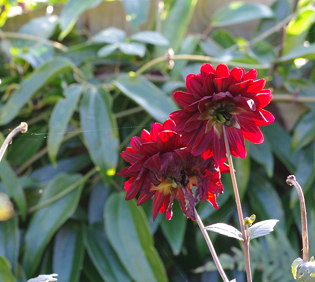 Last dahlias of autumn