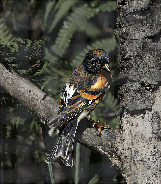 Brambling