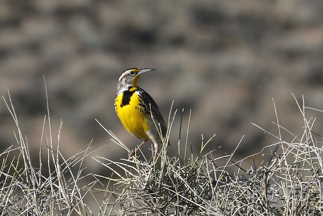 Western Meadowlark