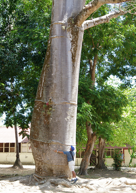 Big fat tree and Miguel