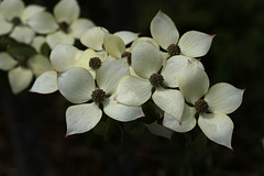 Dogwood