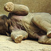 20210729 2244CPw [D~OS] Asiatischer Elefant, Zoo Osnabrück