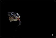 Garter snake in Black.