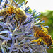 20230719 2547CPw [D~LIP] Kugeldistel, Honigbiene, Gelbbindige Furchenbiene (Halictus scabiosae), Bad Salzuflen