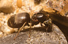 IMG 9943 Lasius Niger Queen-1