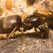 IMG 9943 Lasius Niger Queen-1