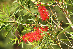 050/465 Callistemon