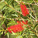 050/465 Callistemon