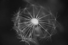 Some of a dandelion head in IR