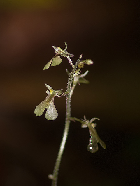 Neottia smallii (Appalachian Twayblade orchid) formerly known as Listera smallii