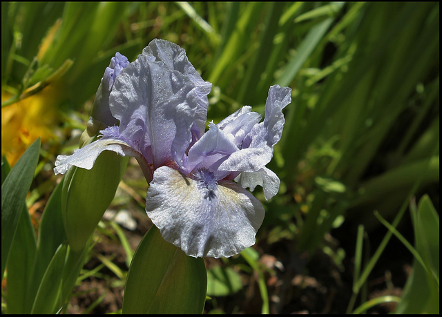 Iris St-Aubin-Sur- Mer (1)