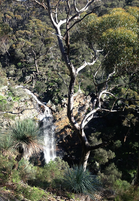 Waterfall Creek hike