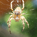 Itsy Bitsy