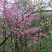 Western redbud