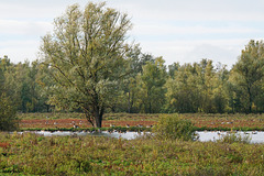 Typical landscape in Munnikenland, Netherlands