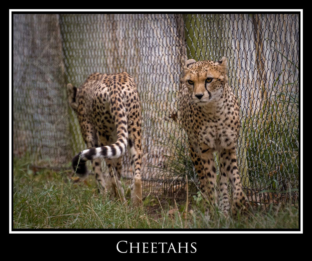 Young cheetahs.