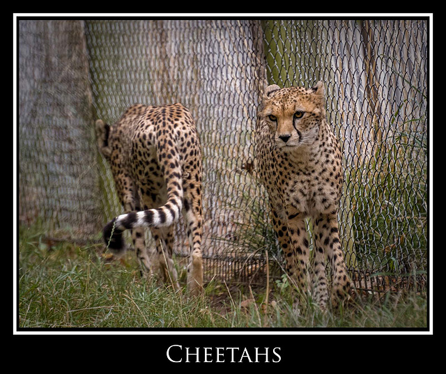 Young cheetahs.