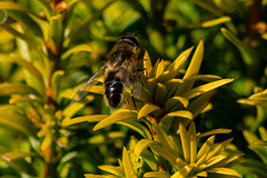 First Hoverfly of the year (at rest)