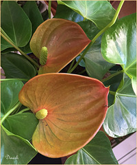 Anthurium